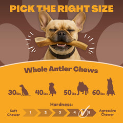 WhiteTail Naturals Texas-crafted antler chew emphasizes craftsmanship and natural texture.