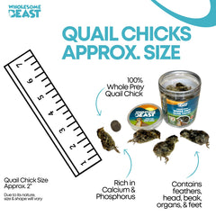 Wholesome Beast quail chick 2-inch size aids small dogs and cats.