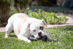 Wild Eats Water Buffalo Tuffie: tamaño grande, ideal para perros adultos que mastican con intensidad.