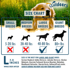 Wildeers Large Deer Antlers for Dogs close-up—handpicked, naturally shed.