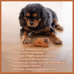 Wildfang Briar Wood Chewing Root Medium being chewed, promotes safe teething for puppies.