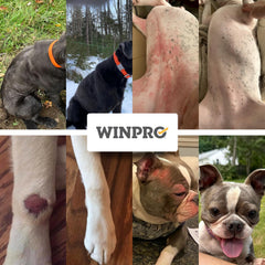 WINPRO Pineapple Stem ingredient highlighted as natural skin support for dogs