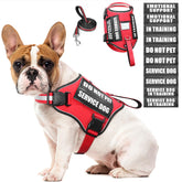 WINSEE service dog harness front view with patches for clear identification during training.
