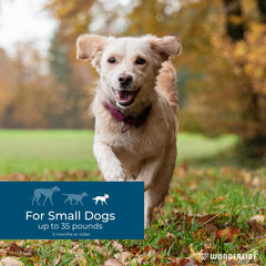 Wondercide dog spot-on application on dog demonstrates easy, safe usage