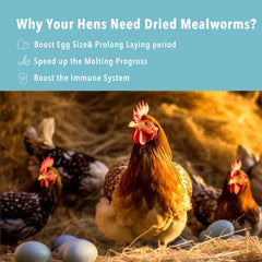 WormsFarm dried mealworms attract wild birds with protein-packed snacking.