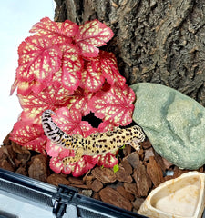 Woyrise durable terrarium plant closeup shows thick leaves and lifelike texture.