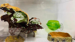 Woyrise reptile artificial plant rock-base detail emphasizes stable, natural-looking terrarium integration.