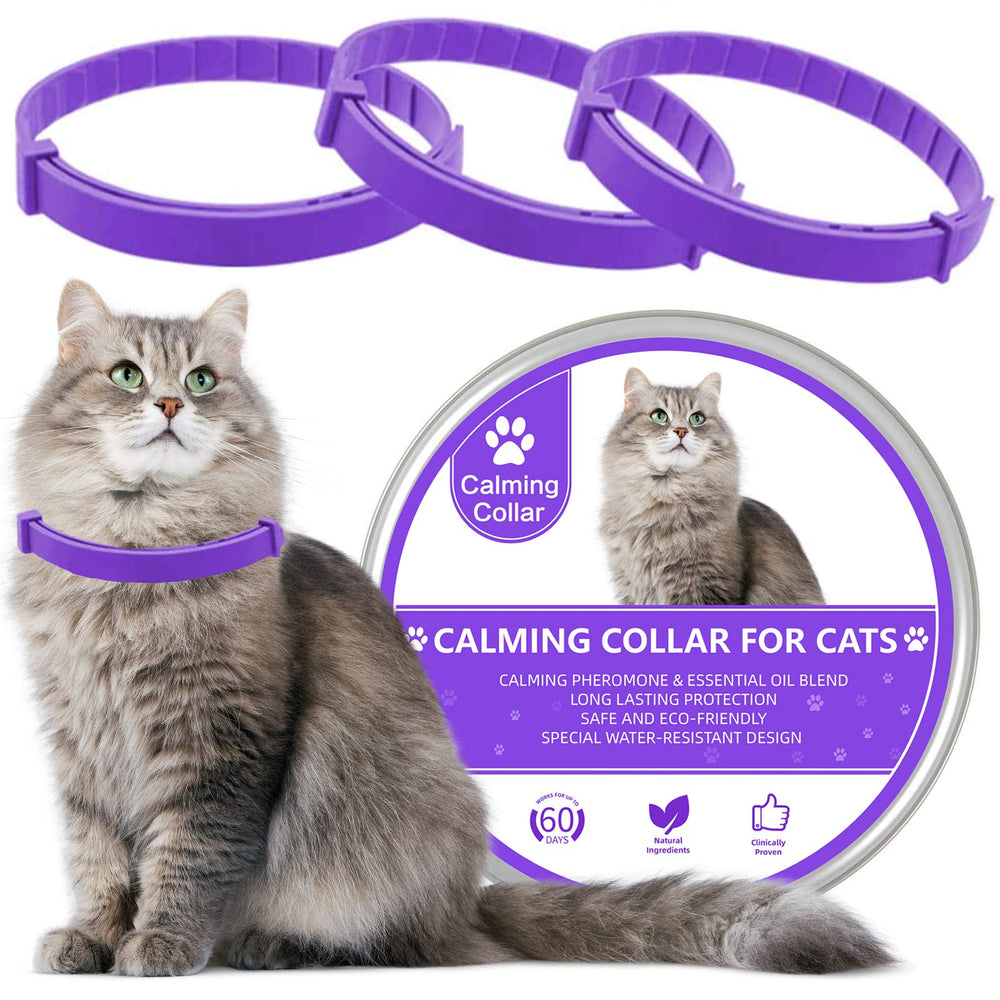 Gato con el collar Wustentre violeta, posible alivio de ansiedad.