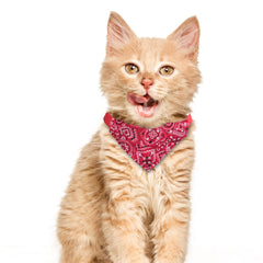 XIMA cat bandana collar in aqua keeps pets looking cool outdoors