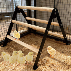 XINYI metal footrests fixed to ground provide stable coop perch.