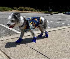 YAODHAOD dog shoes blue size7 back view showing adjustable fit.