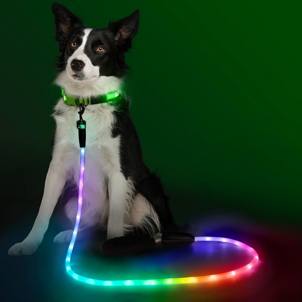 YFbrite light-up dog leash 4ft hero shot improves night visibility