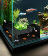 Yopetox cave with 360° viewing for immersive fish watching.