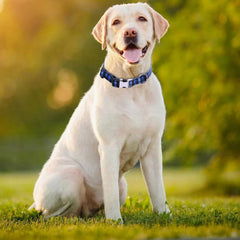 YOUALSO blue plaid dog collar large-neck fit for big breeds