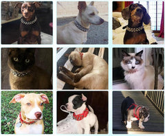 YOUALSO hot pink spiked collar rivets highlight protective style for pets.