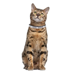 YOUALSO light blue sparkly dog collar adjustable-buckle ensures secure easy-on-off