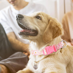 YOUALSO purple dog collar adjustable strap ensures secure fit for pets