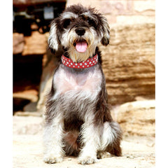 YOUALSO red rhinestone dog collar on a medium dog during a holiday event