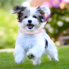 YOUALSO rhinestone dog collar purple with adjustable buckle for secure fit.