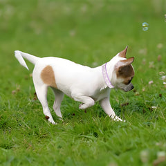 YOUALSO rhinestone collar for small dogs worn during daily walks.