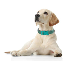 YOUALSO teal reflective dog collar detailed stitching improves visibility during evening walks.