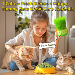 YTSKJ cat grass treat close-up showing bite-sized pieces for teeth care