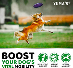 Active dogs benefit from YUMA'S glucosamine chews during walks and play.