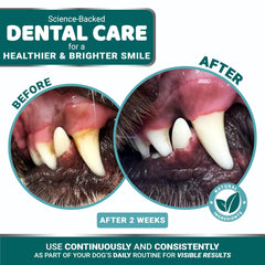 YUMA'S Advanced Dog Dental Powder action on teeth demonstrates plaque reduction potential