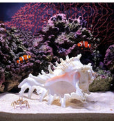 YZHZOM large conch shell 5.5-6.3 inch for aquarium hideout and natural decor