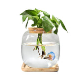 Zaborik fish bowl front view offers a compact betta habitat with thriving plants for desktop decor.