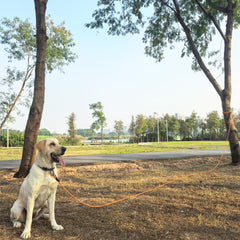 ZALER long dog leash 15ft reliable recall lead for busy parks