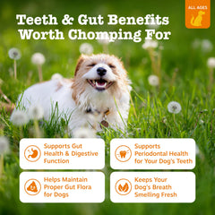 OraStix stick closeup highlighting probiotic gut health benefits for dogs.