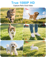 ZoomaraKam cat camera collar side view worn during playtime.