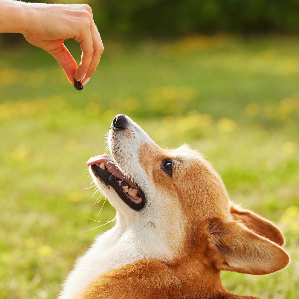 1-TDC WorksSoWell capsules support daily stamina recovery for active pets.