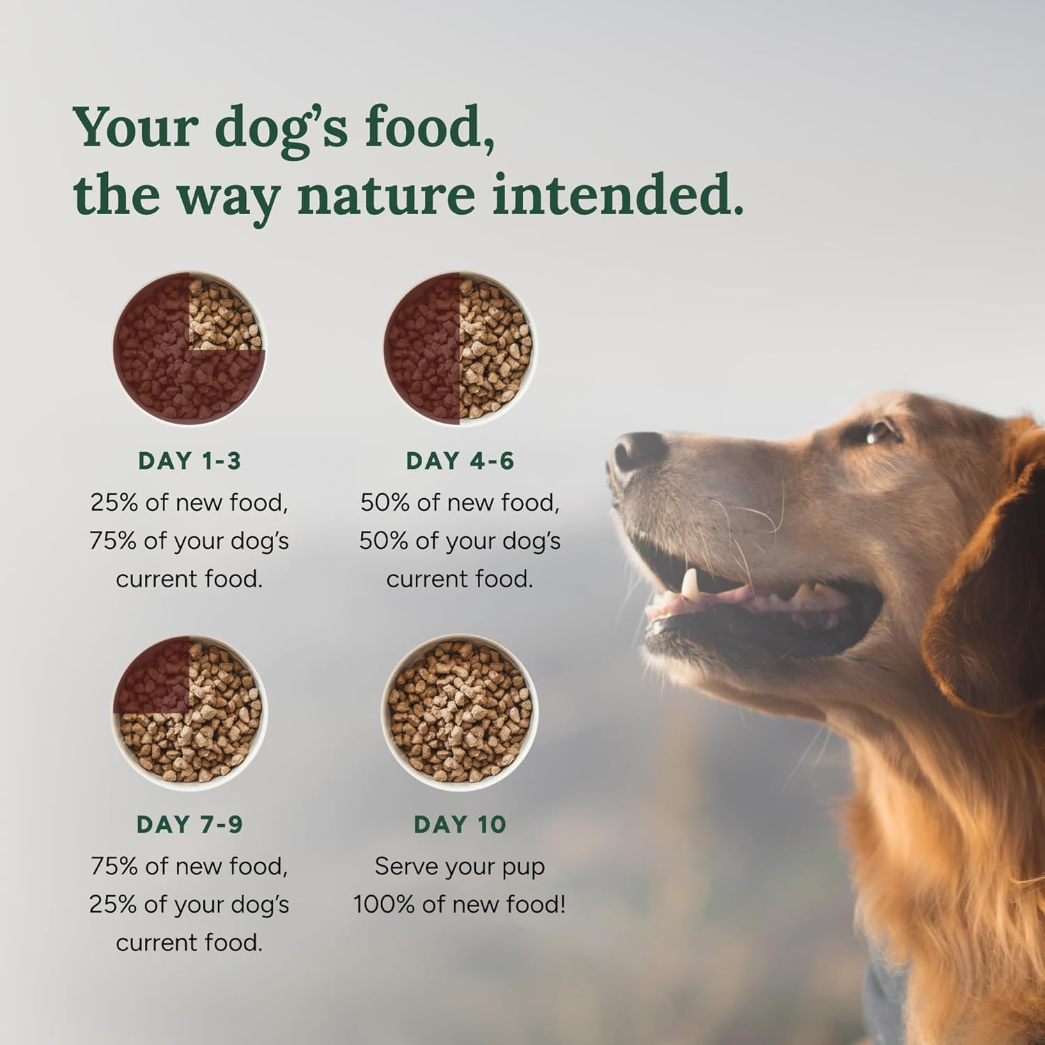 360 Pet Nutrition grain-free recipe suitable for sensitive stomachs