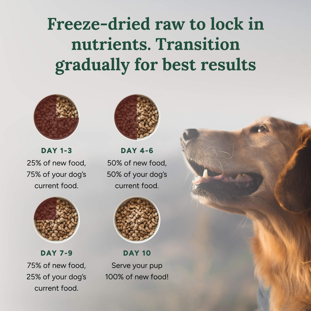 360 Pet Nutrition bite-sized pieces closeup—easy-meal convenience for dogs