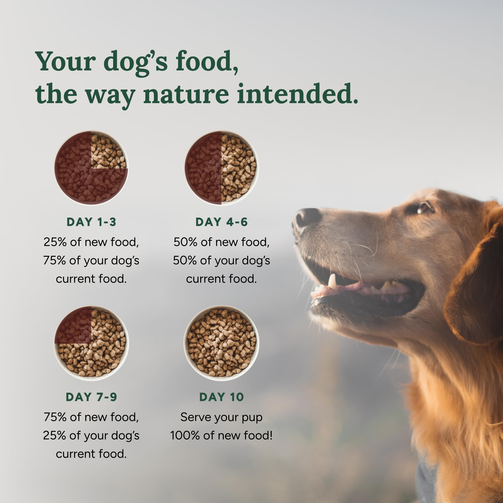 360 Pet Nutrition omega-3 rich dog food supporting coat and vitality