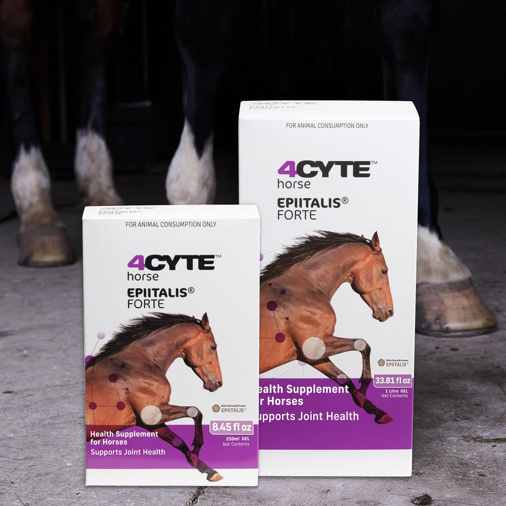 4CYTE Epiitalis Forte Horse stable-use scene shows routine supplementation.