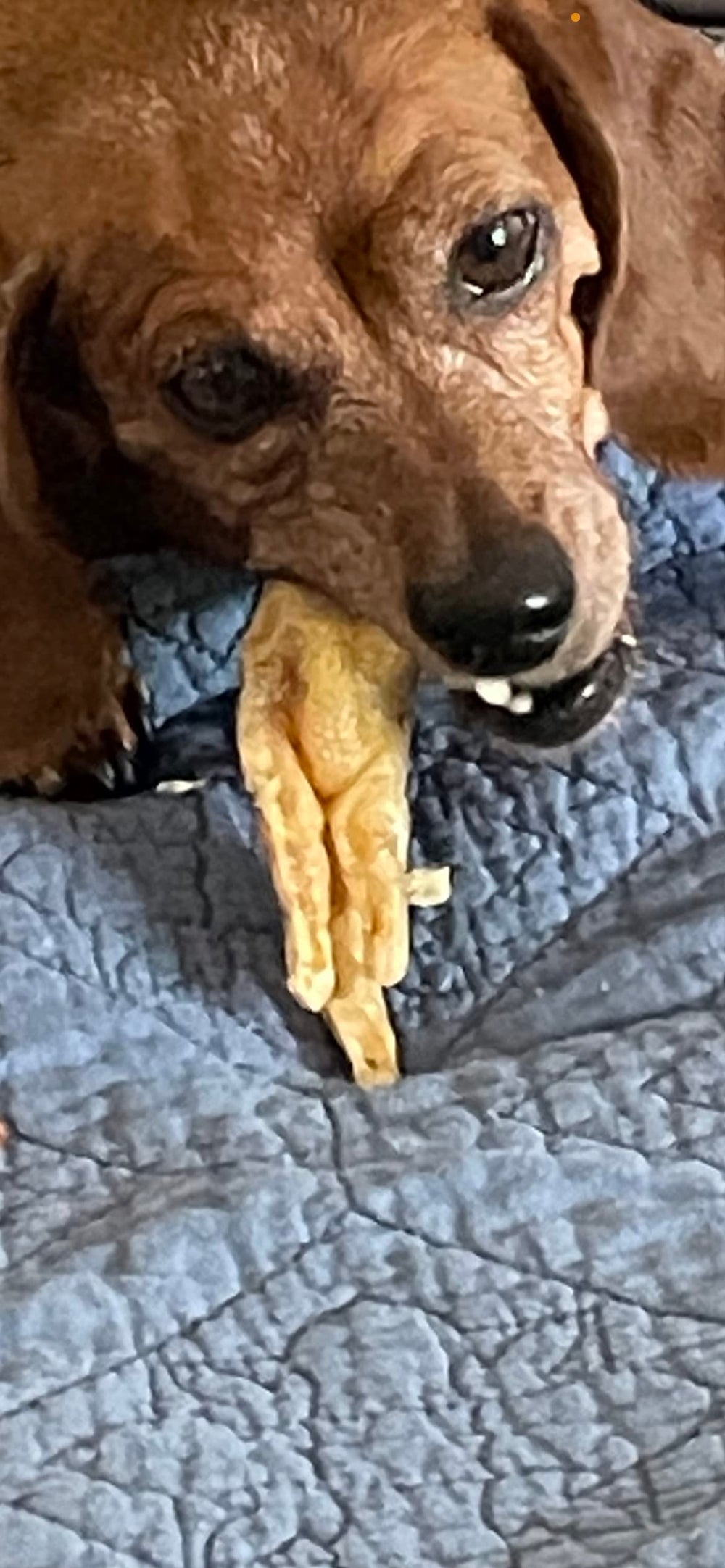 4leg-delights dog enjoying chew – durable, long-lasting treat.