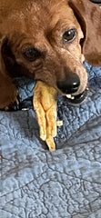 4leg-delights dog enjoying chew – durable, long-lasting treat.
