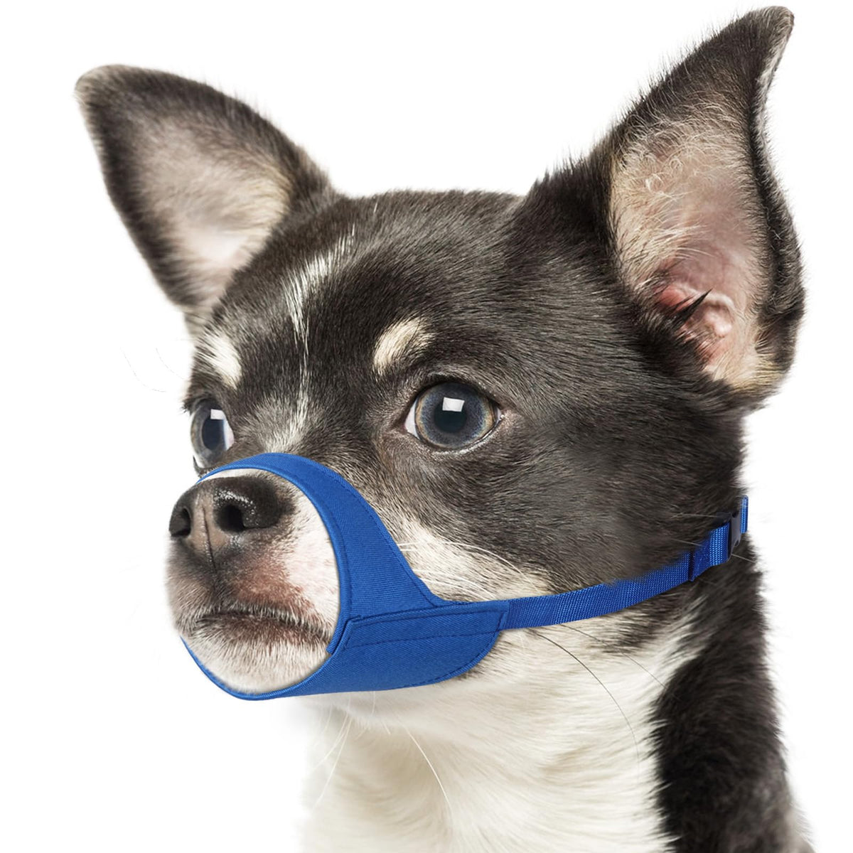 Mayerzon short snout muzzle blue XS front view for small dogs, breathable design.