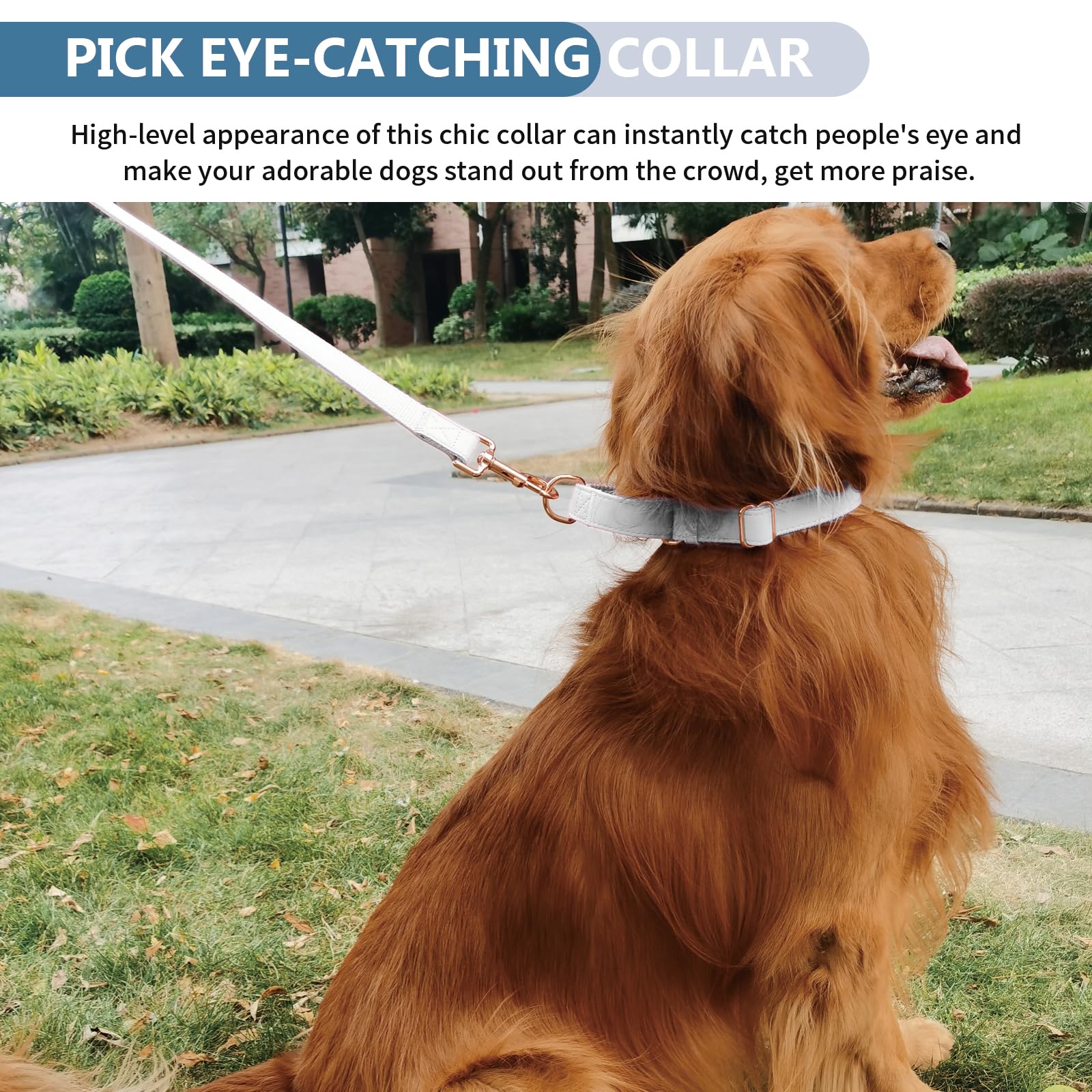 AaufiLux versatile collar suits small to large dogs for daily adventures.