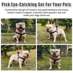 AaufiLux no-pull harness on black dog emphasizes safe, gentle control during walks.