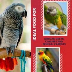 ABBA 1400 conure nutrition spotlight with nuts and eggs for vitality.