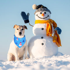 Abbylike dog-wearing-bandana demonstrates versatile winter style during outings