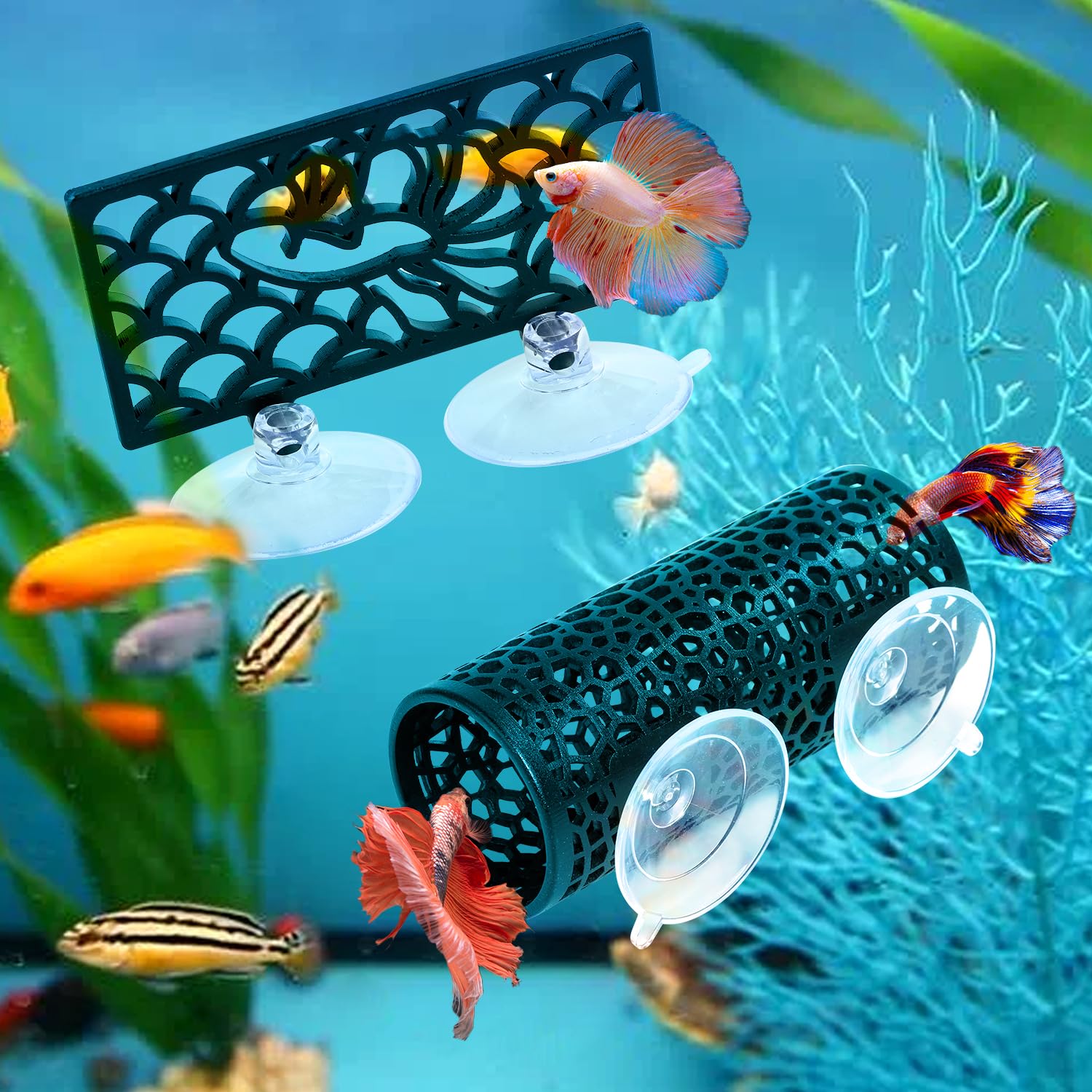 Abizoo Betta tank enrichment prompts curious exploration and rest.