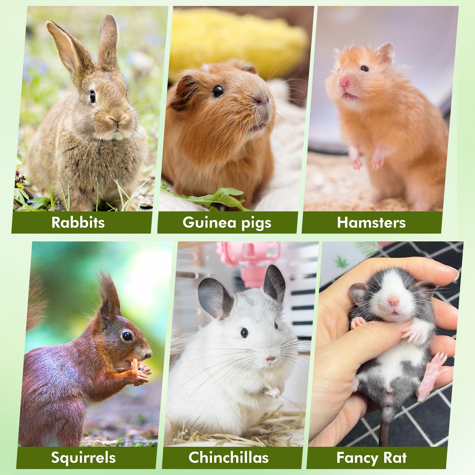 Abizoo dental-health chew promoting steady tooth wear during nibbling sessions