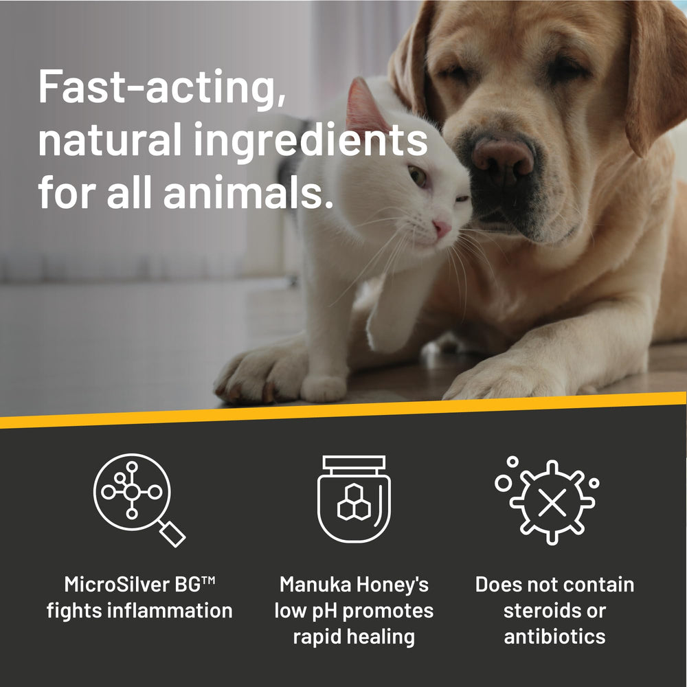 Absorbine Silver Honey application-on-cat-ear for gentle care.