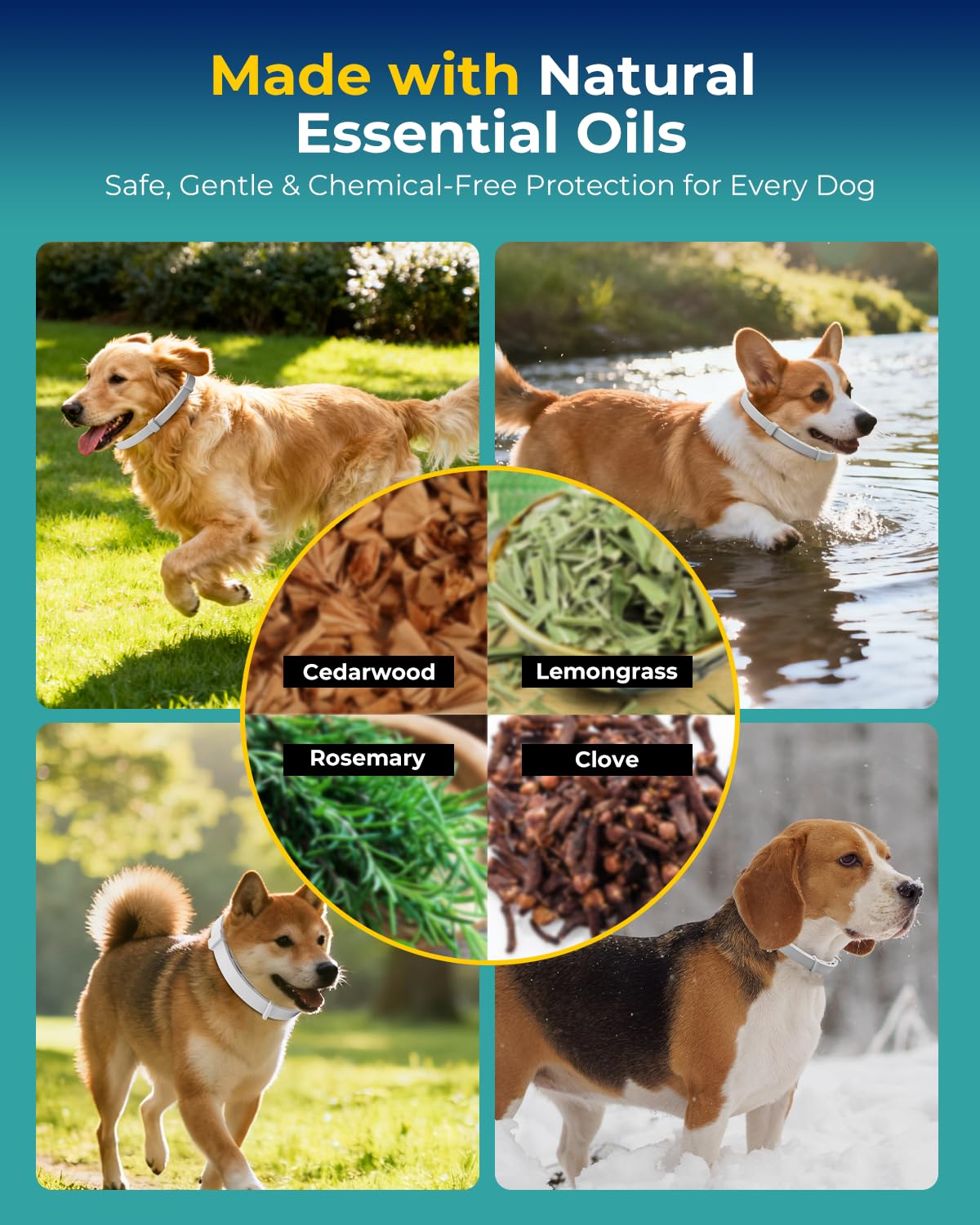 Accecraft flea collar close-up of buckle illustrating easy-adjustment for growing dogs