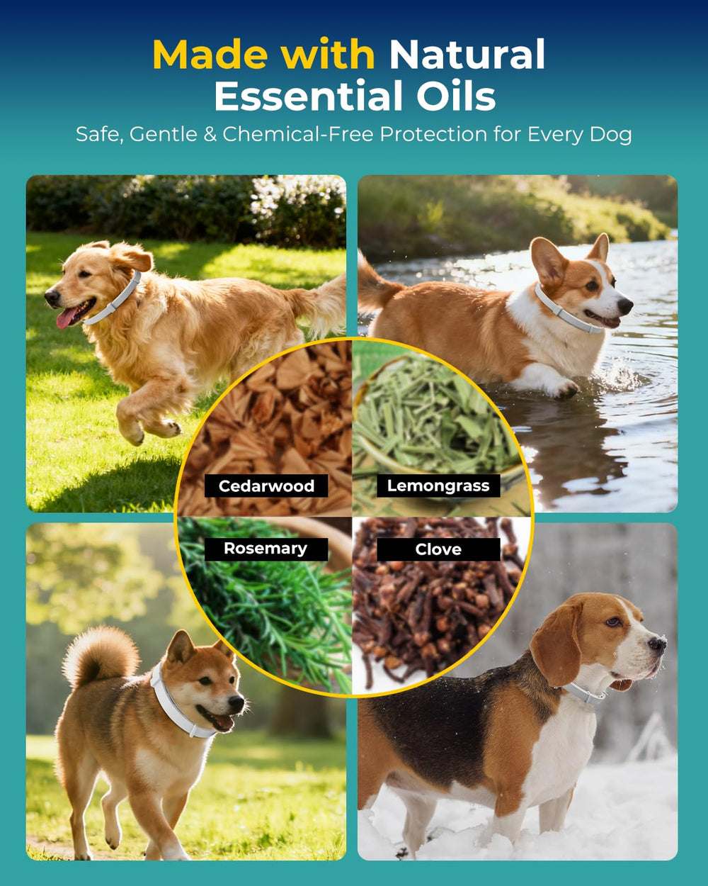 Accecraft flea collar close-up of buckle illustrating easy-adjustment for growing dogs